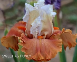 sweet as honey
